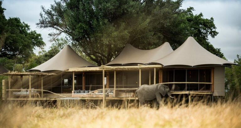 Luxury African Safari Vacation Packages: A Complete Guide to Premium Wildlife Adventures